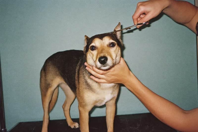 A dog being handled and trimmed on a grooming table