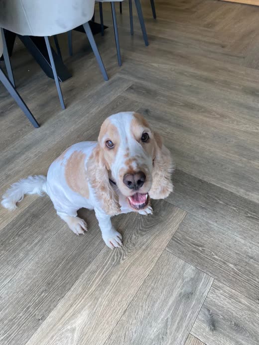 Freshly groomed cocker spaniel sitting on the salon floor