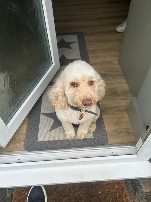 Newly trimmed cream cockapoo sitting in the salon doorway