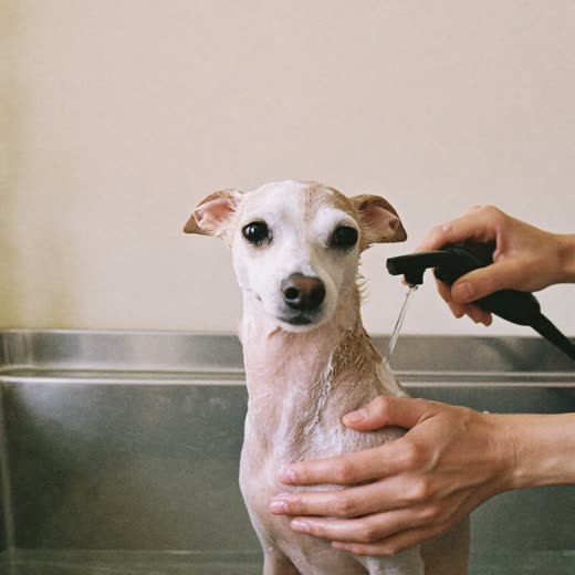 A small dog being bathed by a groomer's hands